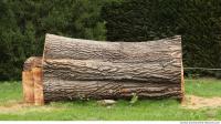 photo texture of tree bark 0004